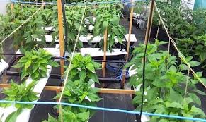 Hidroponik botol ini akan dimanfaatkan sebagai tempat. Untuk Pemula Cara Menanam Cabe Hidroponik Dengan Botol Bekas Star Farm International