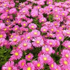 Image result for Asters `Jenny