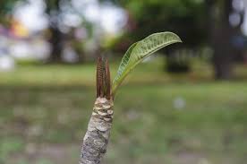 The hardest part of planting plumeria seeds will be finding the seeds. Plumeria Plant Cuttings Tips On Growing Plumeria From A Cutting
