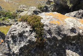 Image result for Huperzia dacrydioides