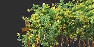 Image result for Allamanda schottii