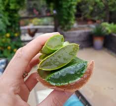 Aloe vera performs best in full sun, especially in cooler microclimates where fog or overcast skies are common. How To Grow Use Aloe Vera In The Garden Beyond Homestead And Chill