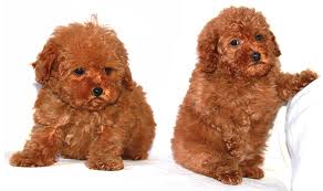 At pecan place kennels, we offer adorable australian shepherd / poodle puppies that you can bring home with confidence. Buy Poodle Puppy Near Me Off 74 Www Usushimd Com