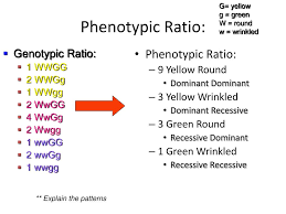 A dihybrid cross is a larger punnett square with 16 possible combinations instead of 4. Ppt C Notes Dihybrid Cross Punnett Square W 2 Traits Powerpoint Presentation Id 3615486