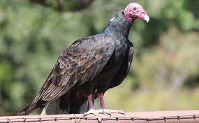 This bird lives in areas from southern canada to the south of south america. The Curious Looking Turkey Vulture Worthy Of Our Respect