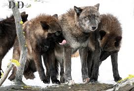 Bernards Wolf Bernard's wolf (Canis lupus bernardi), also known as the  Banks Island tundra wolf, Banks Island wolf, and the Victoria's Island  wolf, was a subspecies of the gray wolf, Canis lupus,
