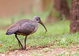 Image result for Hadena irregularis