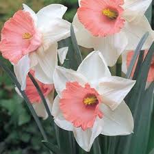 Pink Daffodil Collection Mixed Pink Daffodils Breck S Daffodil Flower Daffodils Pink Charm