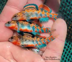 Brook Darters and Central Stonerollers in Southeast Missouri