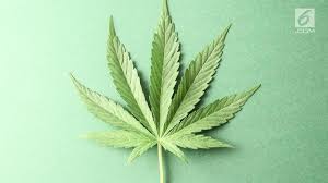 Daun monstera kartun hd png download kindpng. Kenali Dampak Negatif Ganja Pada Tubuh Health Liputan6 Com