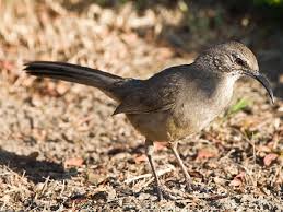 These south african birds are named for their almost all black colouring and, of course, their extremely long tail. Birds Of Balboa Park Balboa Park