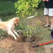 Gardening Is A Ruff Work Video Cute Baby Animals Cute Funny Animals Funny Animals
