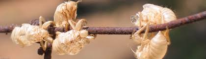 Selected north american cicada species has about 20 song samples too. Cicadas Noise Myth And Biology