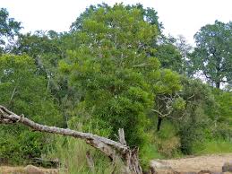 Image result for Breonadia salicina