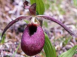Ho un'orchidea attualmente in fiore, sul colletto si stanno iniziando a formare dei piccoli puntini neri che. Orchidee Della Foresta Nomi Foto Natura 2021