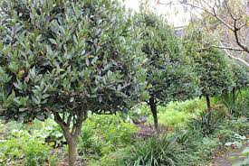 Bay Pod Easy Edible Gardening Laurel Tree Bay Laurel Tree Trees To Plant