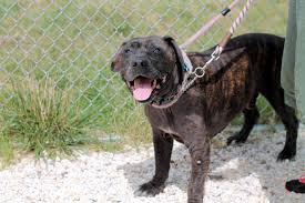 You can socialize a mastiff and pit bull mix to be even. Mastiff Pit Mix Online