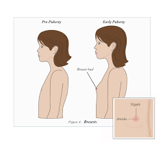A Sign of Early Puberty: Breast Tenderness - Anatomy for Kids