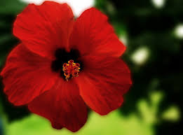 Hibiscus Wallpapers Earth Hq Hibiscus Pictures 4k Wallpapers 2019 • posee gran cantidad de antioxidantes, principalmente antocianinas. hibiscus wallpapers earth hq hibiscus
