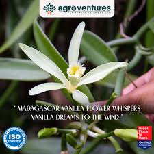 Image result for Vanilla roscheri