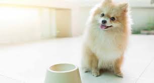 feeding a pomeranian puppy the best way to feed your new