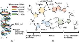 The new molecules contain one strand of the original an one new strand, and so this type of replication is. Dna Structure Mt Hood Community College Biology 102