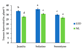 Novembra 1941)2 prezývaný vojvodkyňa, bola prvou ženou popravenou štátom. Agronomy Free Full Text Supplemental Led Increases Tomato Yield In Mediterranean Semi Closed Greenhouse Html