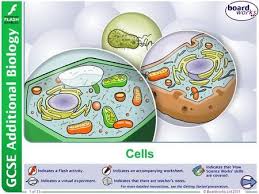 Maybe you would like to learn more about one of these? Boardworks Gcse Additional Science Biology Typical Plant Cell Additional Science Cells Worksheet