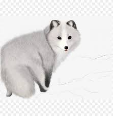 All fox clip art are png format and transparent background. Download A Fox Arctic Fox Cut Clipart Png Photo Toppng