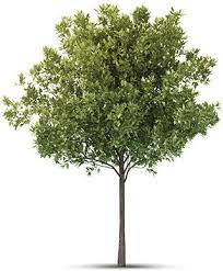 Your Birthday Symbols For Sunday February 15 1953 Birthstone Birth Flower Zodiac And More Landscape Design Tree Photoshop Plants