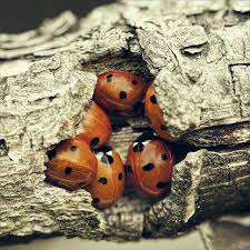 Pin By Monique Oei On Ladybugs Ladybug Beautiful Bugs Ladybird
