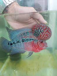 Harga bibit ikan anakan louhan srd. Rumahh Louhan King Srd Ori Thailand Home Facebook