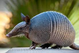 We did not find results for: Armadillo Hewan Mamalia Bercangkang Yang Hampir Punah Semua Halaman Bobo