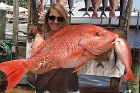 Place the fillets in sealed freezer bags. Vermilion Snapper Vs Red Snapper