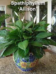 Why Do Peace Lily Plants Get Brown Leaves And Tips Peace Lily Plant Peace Lily Care Lily Plant Care