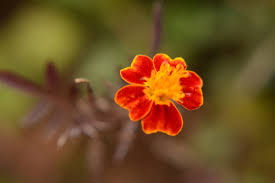 Image result for Tagetes patula