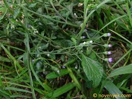 Image result for Vernonia schlechteri