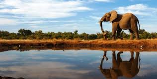 bullhook' - Capitol Weekly ...