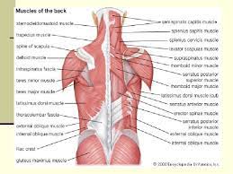 After a brief pause at the bottom, contracted position named after the movement woodcutters make to chop wood this exercise works your abs, shoulders and obliques. Muscles Origins And Insertions Muscles From Pg 44
