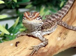 How Long Do Bearded Dragons Live Bearded Dragon Lifespan Explained Everything Reptiles