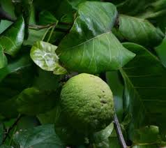 Image result for Saba comorensis