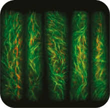 We did not find results for: Directing Plant Cell Growth Science