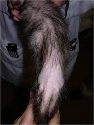 Adrenal disease is a hormonal problem that is caused by the overproduction of hormones by the adrenal gland. Alopecia From Vetlexicon Definitive Veterinary Intelligence
