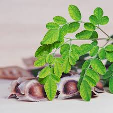 Image result for Moringa