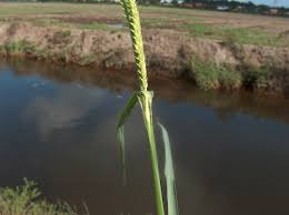 Image result for Echinochloa pyramidalis