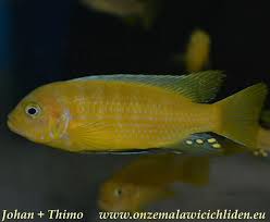 Image result for Aneilema spekei