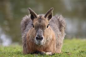 Image result for Dolichos junodii