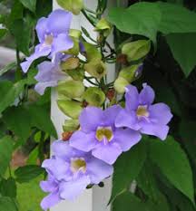Image result for Thunbergia vogeliana