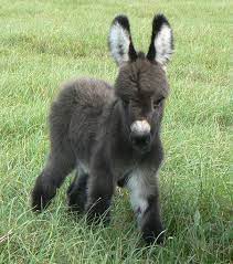 We did not find results for: These 30 Cute Baby Donkeys Are Everything You Need To See Today Bored Panda