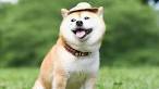 PuppyFind | Shiba Inu Puppies for Sale